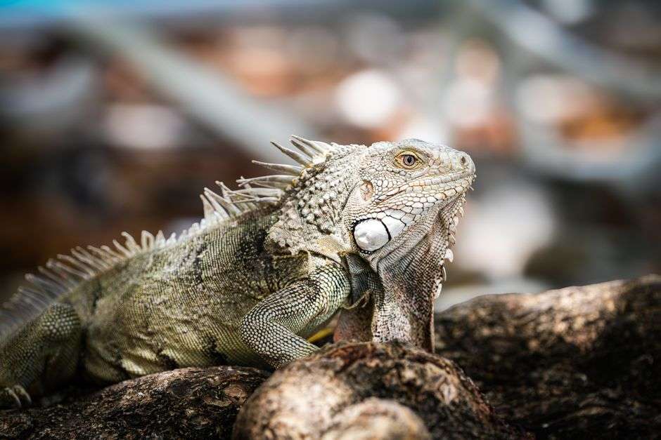 Bonaire unique wildlife encounters