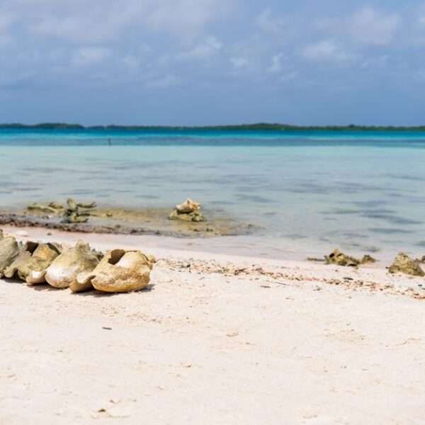 Bonaire wellness experiences