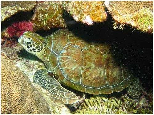 Bonaire diving excursions