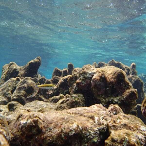 Bonaire eco-friendly activities