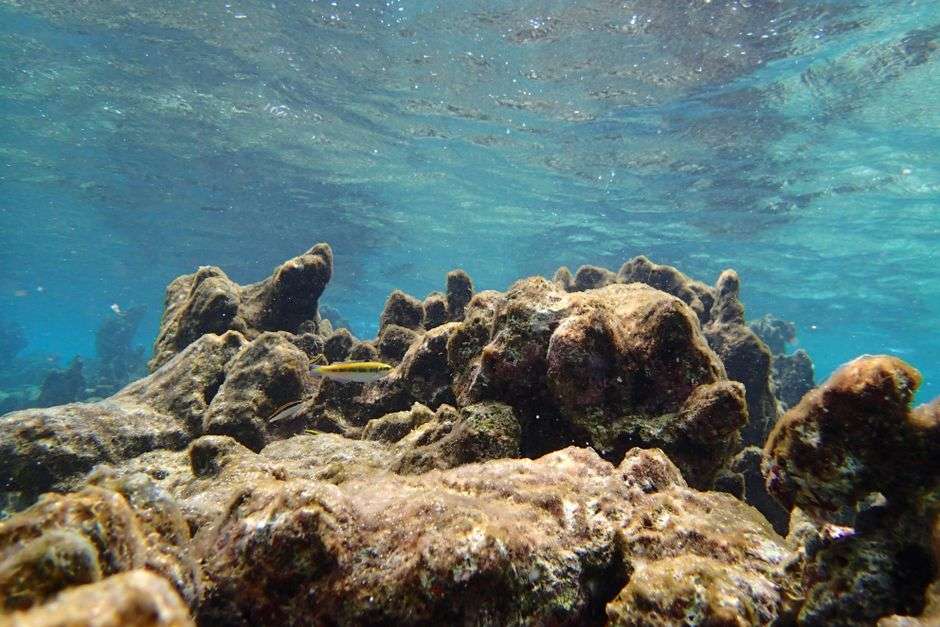 Bonaire eco-friendly activities