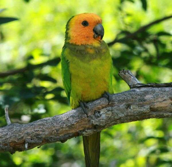 Bonaire guided nature tours