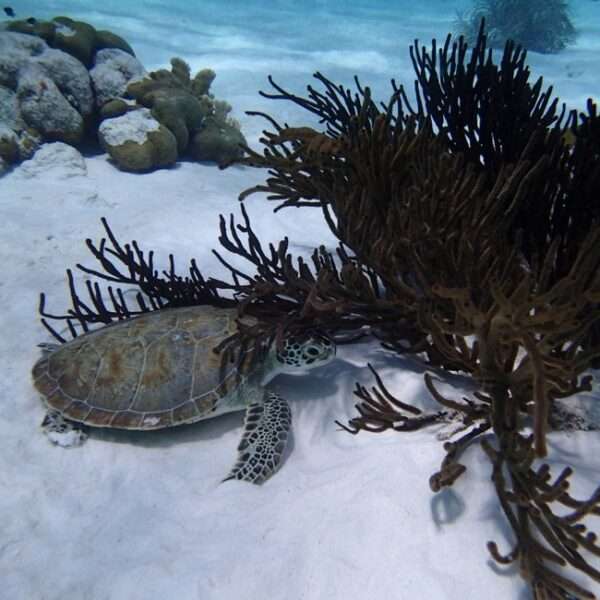 Bonaire historical landmarks