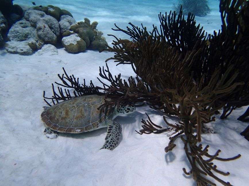 Bonaire historical landmarks