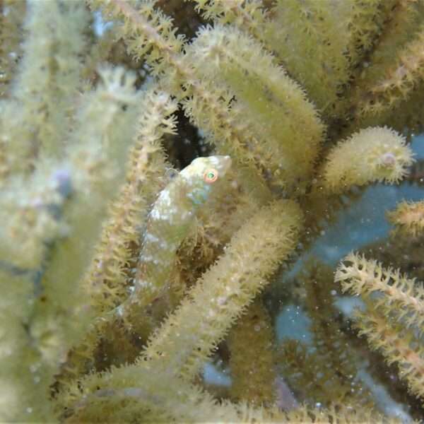 Bonaire marine conservation efforts