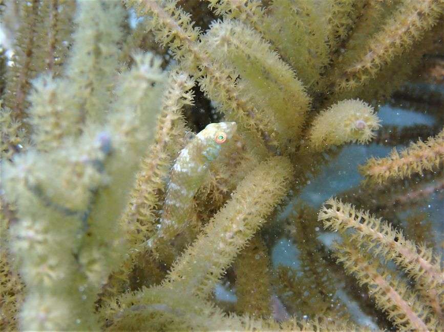 Bonaire marine conservation efforts