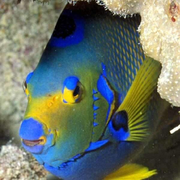 Bonaire marine wildlife photography