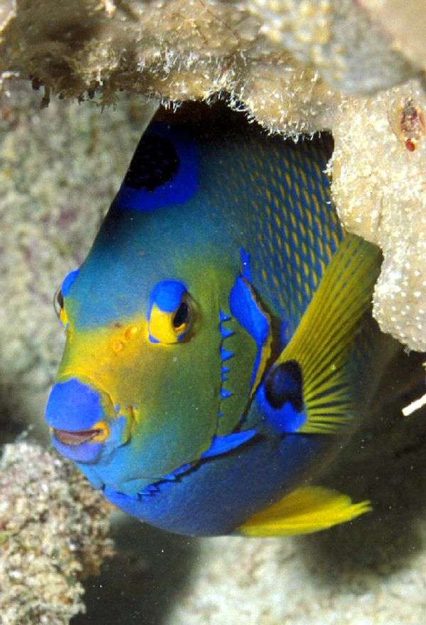 Bonaire marine wildlife photography